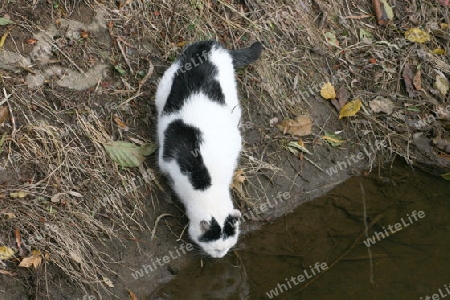 Katze am Wasser  Cat on the Water