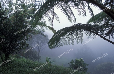 a tropical Forest up the hills of the city Copan in Honduras in Central America,