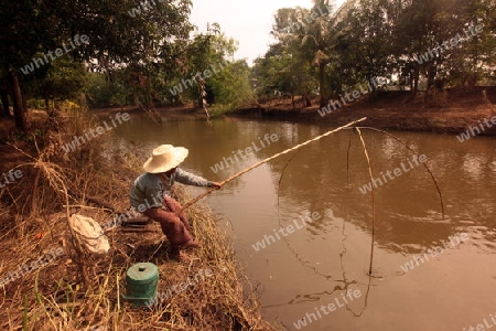 Eine alte Frau beim Fischenbei der Stadt Khorat in der provinz Nakhon Ratchasima im Nordosten von Thailand im Suedwesten von Thailand in Suedostasien.  
