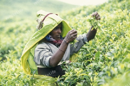 Asien, Indischer Ozean, Sri Lanka,
Eine Tamilische Frau beim pfluecken von Teeblaettern im Tee Anbaugebiet von Nuwara Eliya in Zentralen Gebierge von Sri Lanka. (URS FLUEELER)






