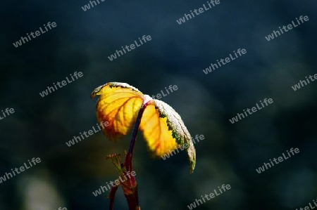 the leaf of a flower