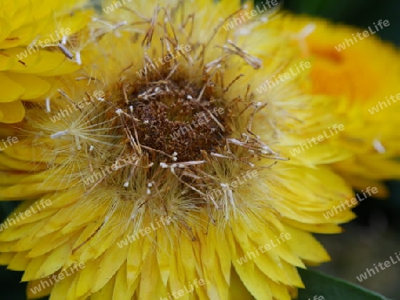 Strohblume mit Samen