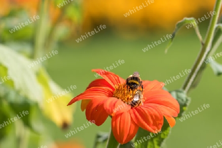 Biene auf roter Blume