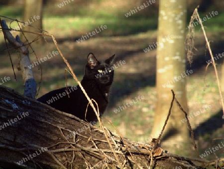 schwarze Katze beobachtet
