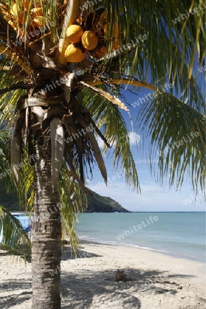 Suedamerika, Karibik, Venezuela, Isla Margarita, Pedro Gonzalez, Eine Kokospalme am Strand des Fischerdorfes Pedro Gonzalez an der Karibik auf der Isla Margarita.  