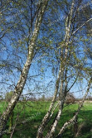 Birken im Frühling