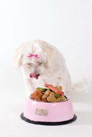 Stock Photo Delicious Dog Food