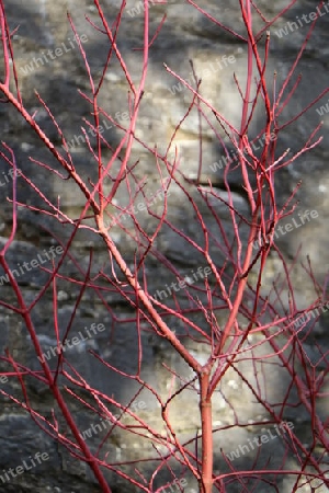 rote Zweige