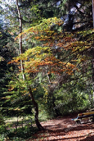 Herbstwald Mogelsberg