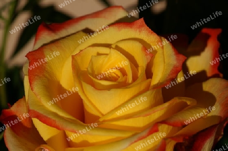 Sempacher Rose