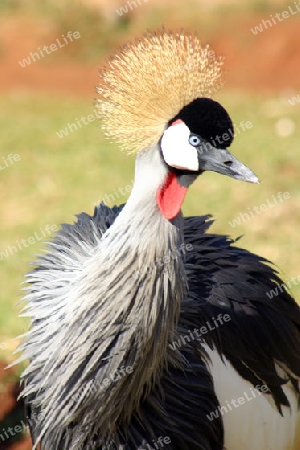 Gray Crowned Crane, Balearica Regulorum