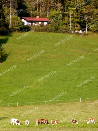 Viehweide mit grasenden Rindern und Bauernhaus am Waldrand