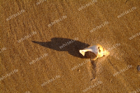 Muschel im Sand