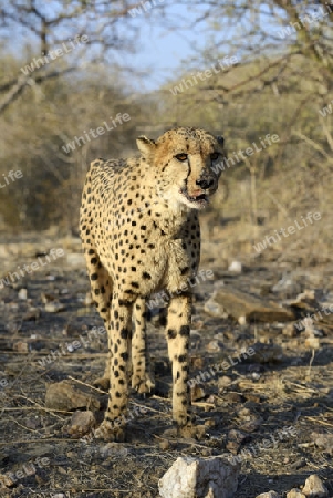 Gepard (Acinonyx jubatus), Khomas Region, Namibia, Afrika