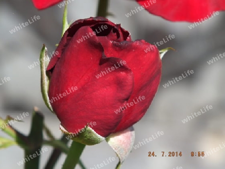 Die   rote   Rose