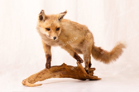 Ein Fuchs