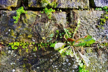 Naturstein-Mauer mit Gr?npflanzen