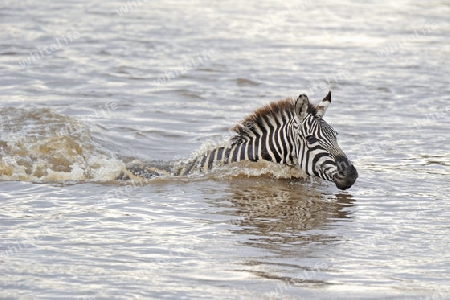 Zebra (Equus quagga),  durchquert Fluss bei der Migration, Mara Flu?, Kenia, Afrika