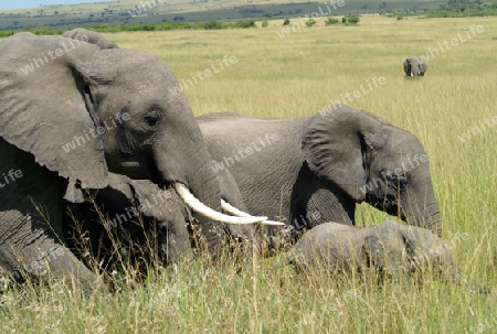 Elefanten im Massai Mara, Kenia