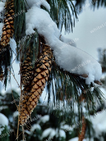 Mit Schnee bedeckter Ast eines Nadelbaumes mit grossen Zapfen