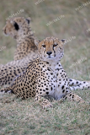 Gepard, 2 Geparde (Acinonyx jubatus) liegen im Schatten von einem Busch, Masai Mara National Reserve, Kenia, Ostafrika, Afrika