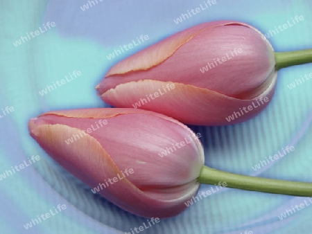 Liegende Tulpen