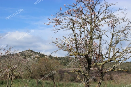 Alte Mandelbäume bei Valldemossa