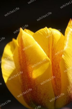 Tulpe, gelb-rot
