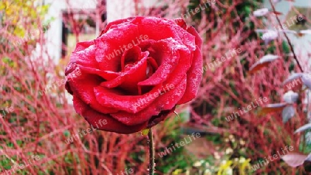 Rose"2