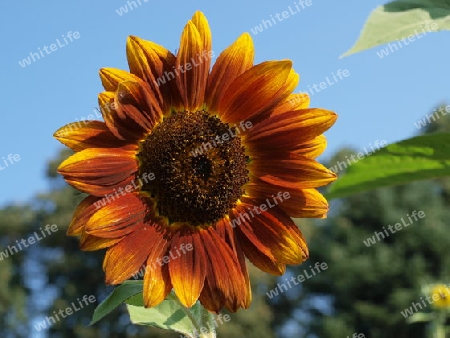 Sonnenblume