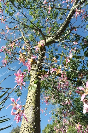 Florettseidenbaum in Andalusien