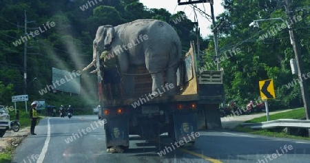 Elefant auf LKW