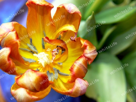 Orangefarbene Tulpe mit gr?nen Bl?ttern 3