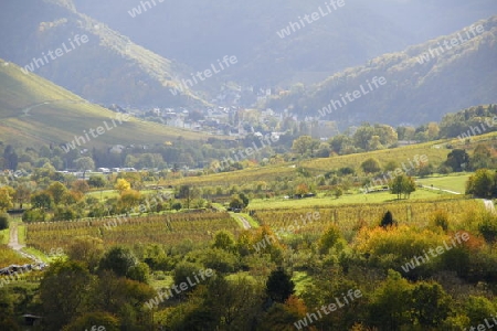 Weinlandschaft bei Traben-Trarbach-Wolf im Herbst 