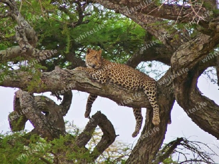 Tansania,Serengeti - fauler Leopard 