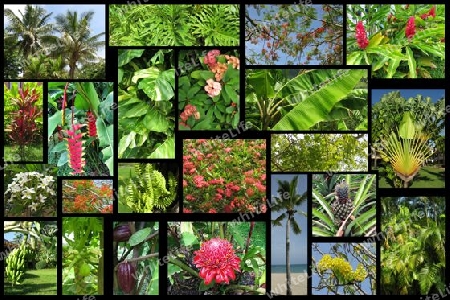 Exotische Natur, Dominikanische Republik Collage