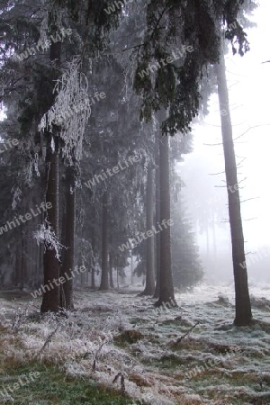 Frost im Nebelwald
