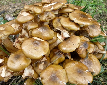 Braune Pilze auf dem Waldboden