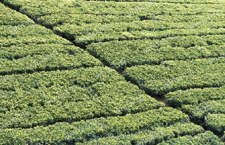 Asien, Indischer Ozean, Sri Lanka,
Eine Plantage im Tee Anbaugebiet von Nuwara Eliya in Zentralen Gebierge von Sri Lanka. (URS FLUEELER)







