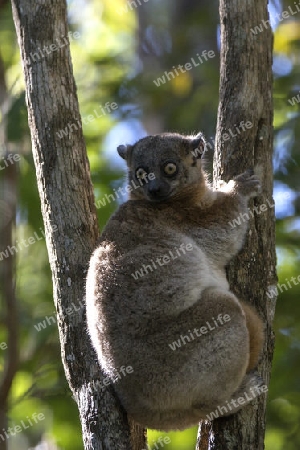 Bambuslemur, Madagaskar