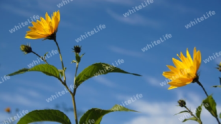 Bright yellow sunflower under blue skies - Leuchtend gelbe Sonnenblume unter strahlend blauem Himmel