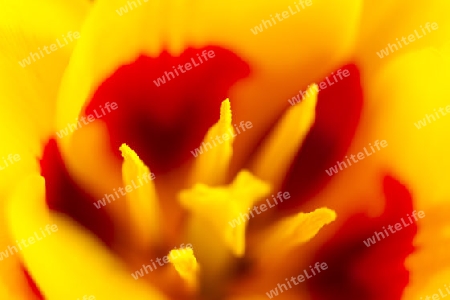 Tulpe(Tulipa)-Datail