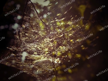 Spinnengewebe