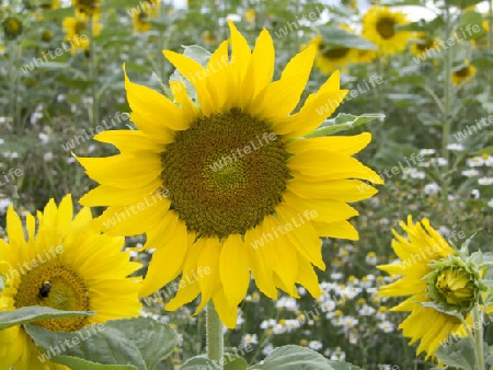 Sonnenblume - angebaut auf einem Feld
