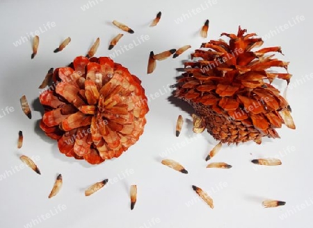 bishop pine seed cone 
