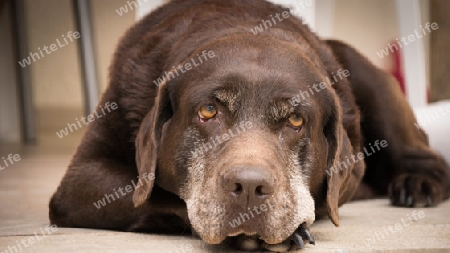 Hund / Labrador