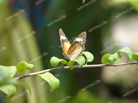 Butterfly oder Schmetterling