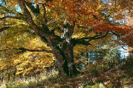 Baum am Schauinsland, Schwarzwald