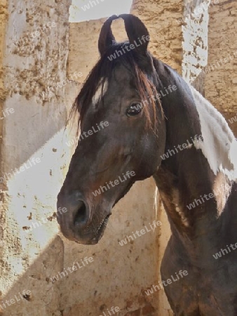 Indien - Marwari Pferd