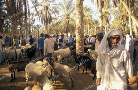 Afrika, Tunesien, Douz
Der traditionelle Donnerstag Markt in der Dattel Plantage in der Oase Douz im sueden von Tunesien. (URS FLUEELER)






